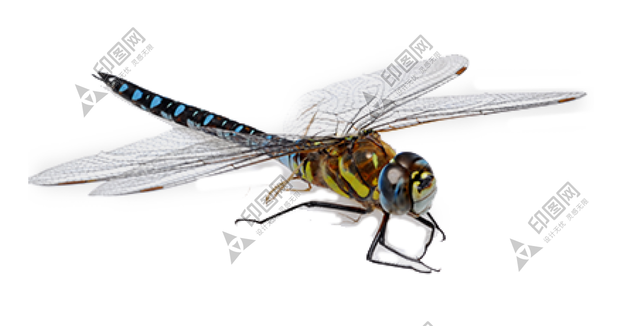 昆蟲(chóng)_蜻蜓_點(diǎn)燈兒_紗羊_dragonfly_dragonfly