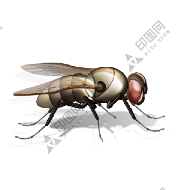 昆虫_苍蝇_蝇子_fly
