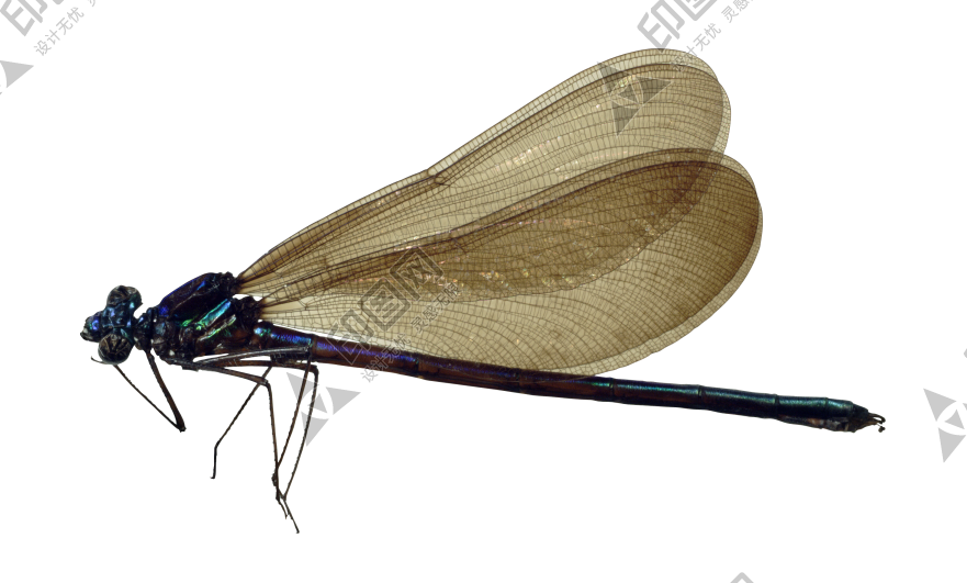 昆蟲_蜻蜓_點(diǎn)燈兒_紗羊_dragonfly_dragonfly