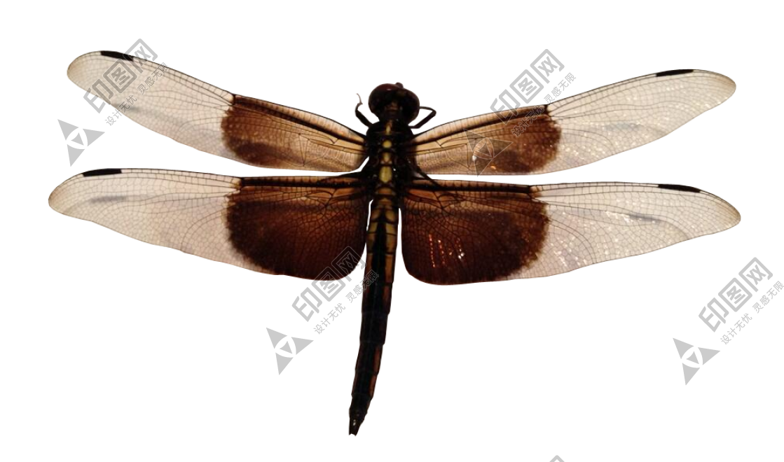 昆蟲_蜻蜓_點燈兒_紗羊_dragonfly_dragonfly