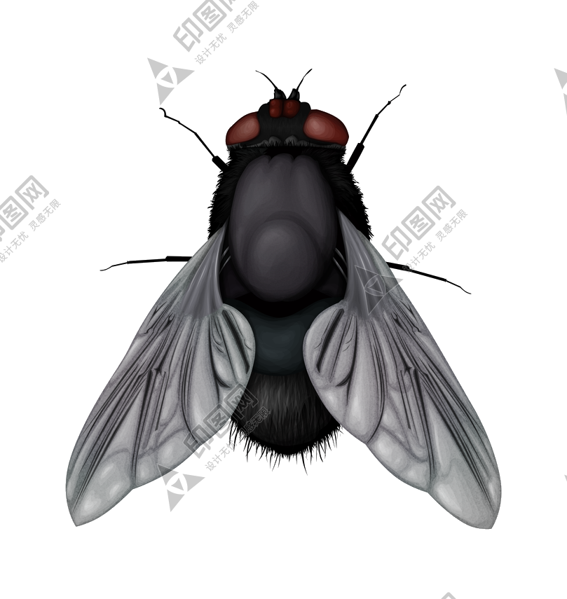 昆虫_苍蝇_蝇子_fly
