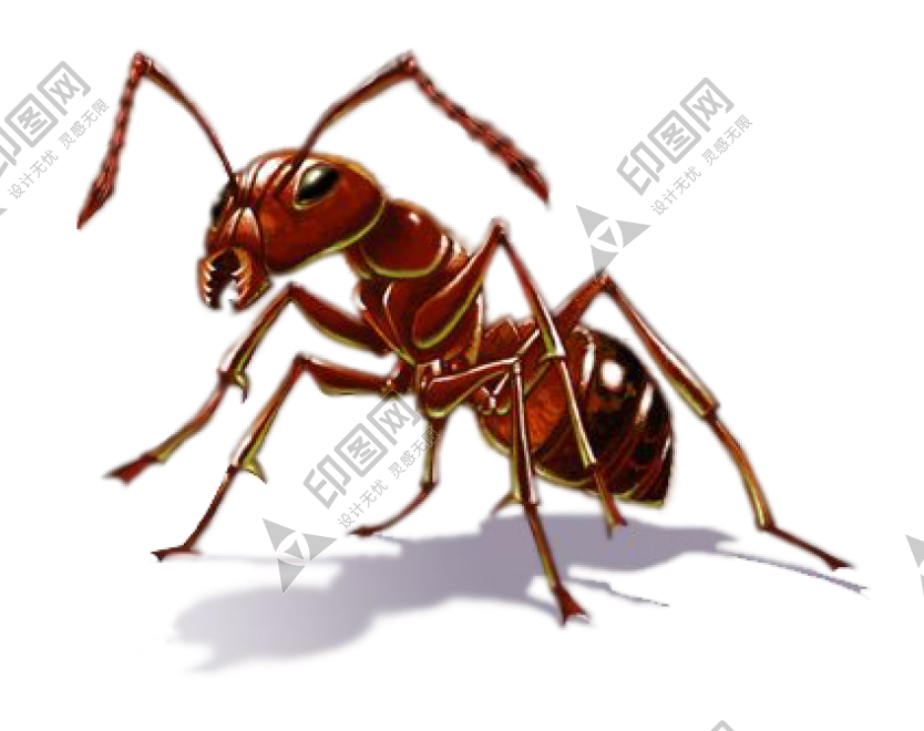 蚂蚁_玄驹_蚍蜉蚂_昆虫_ant_ant