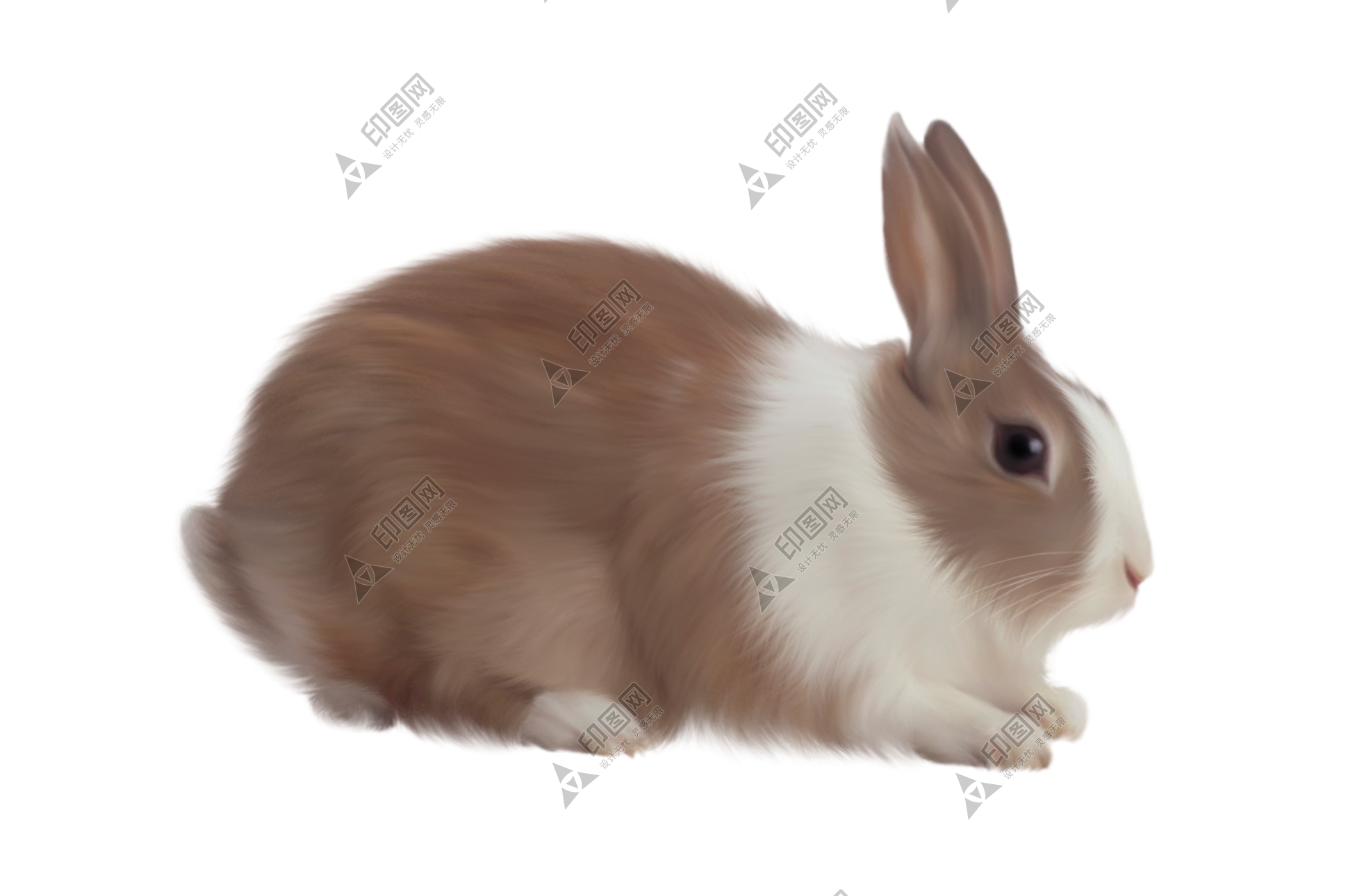 寵物_兔子_兔_rabbit_rabbit