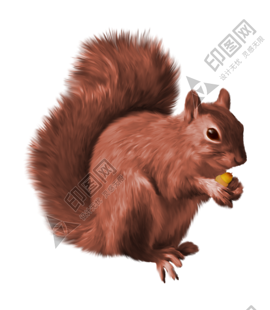 宠物_松鼠_树鼠_squirrel_squirrel