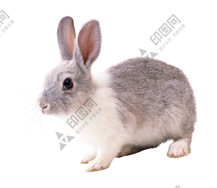 寵物_兔子_兔_rabbit_rabbit
