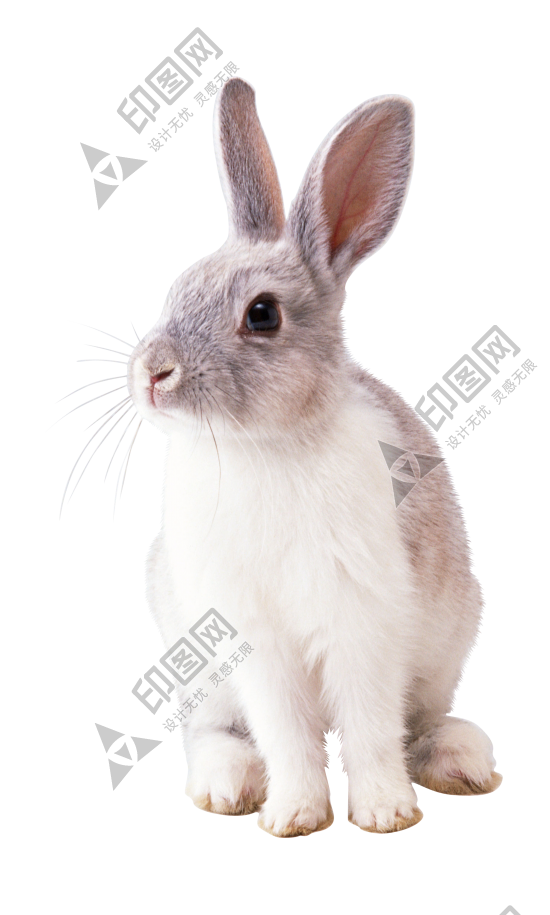 寵物_兔子_兔_rabbit_rabbit