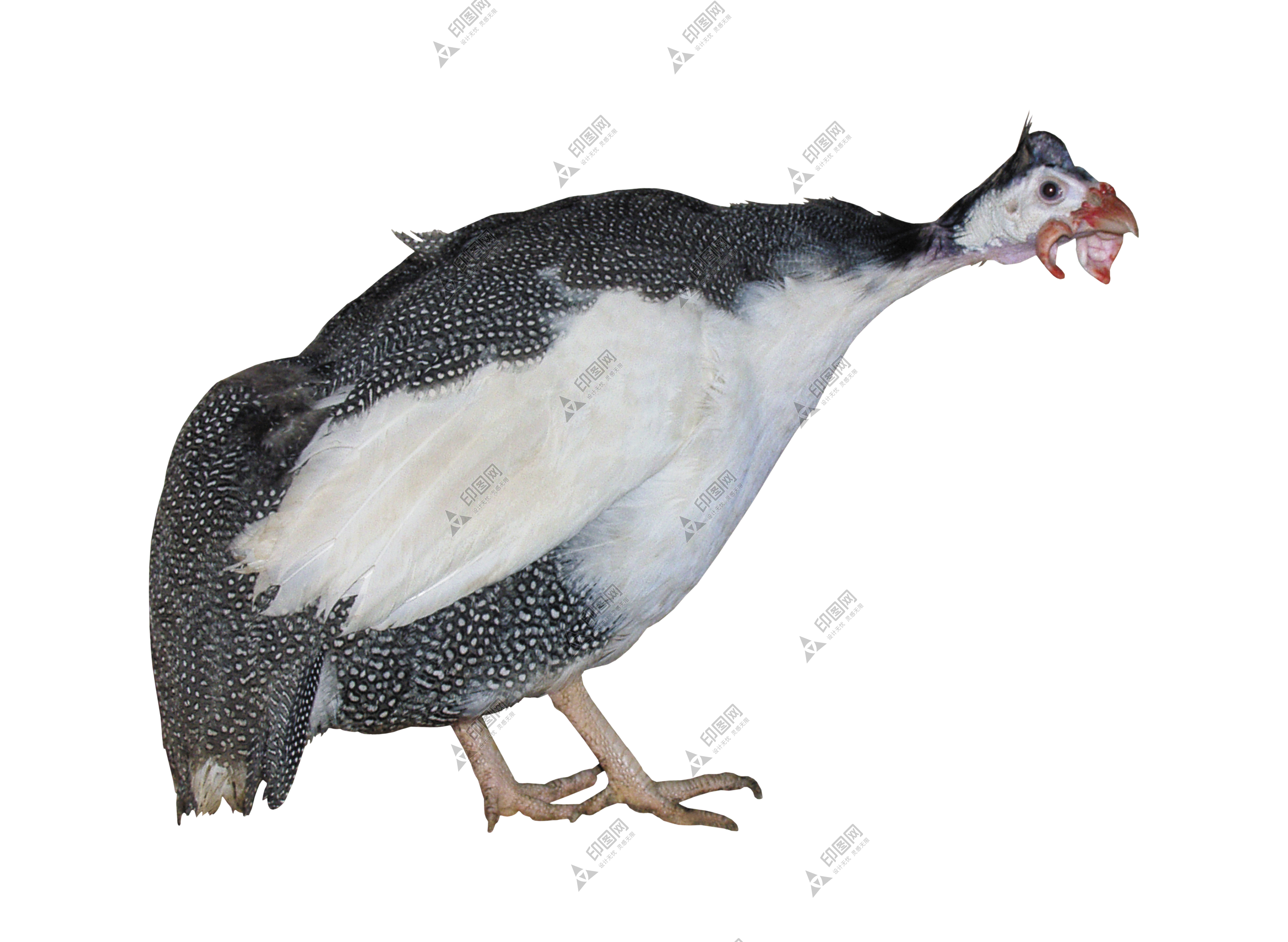 家禽_火雞_吐綬雞_七面雞_turkey_turkey