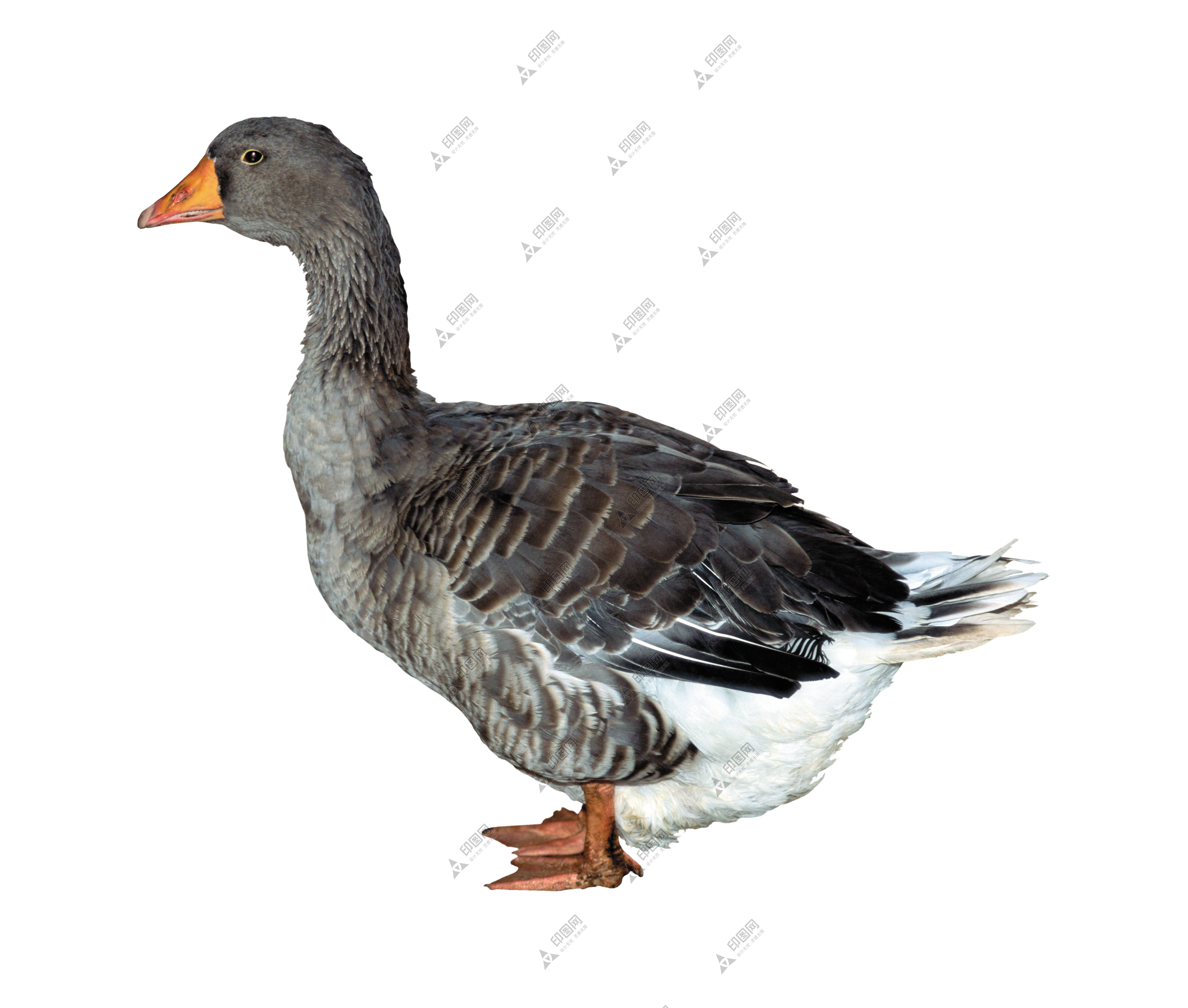 鴨_鴨子_家禽_duck_duck