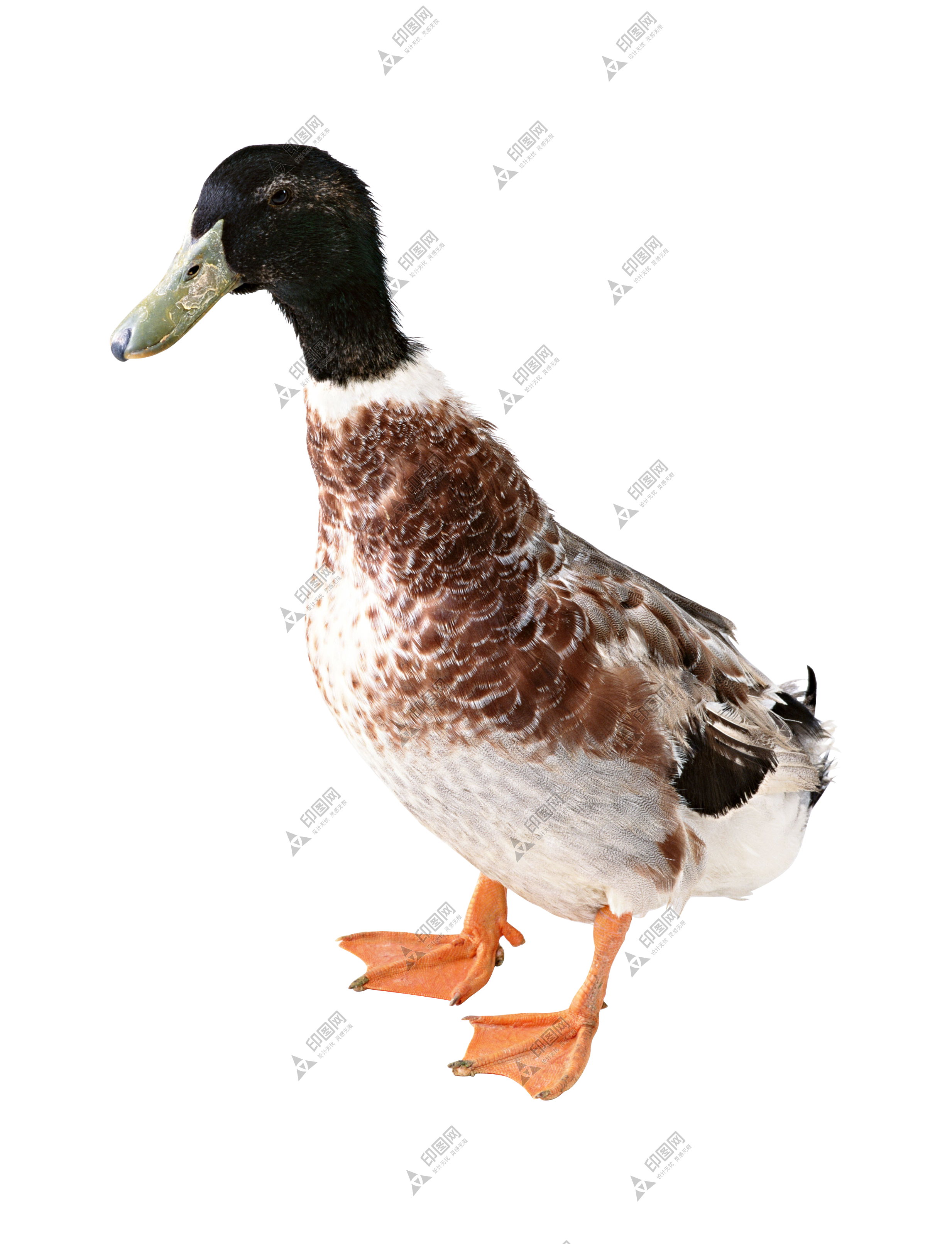 鴨_鴨子_家禽_duck_duck