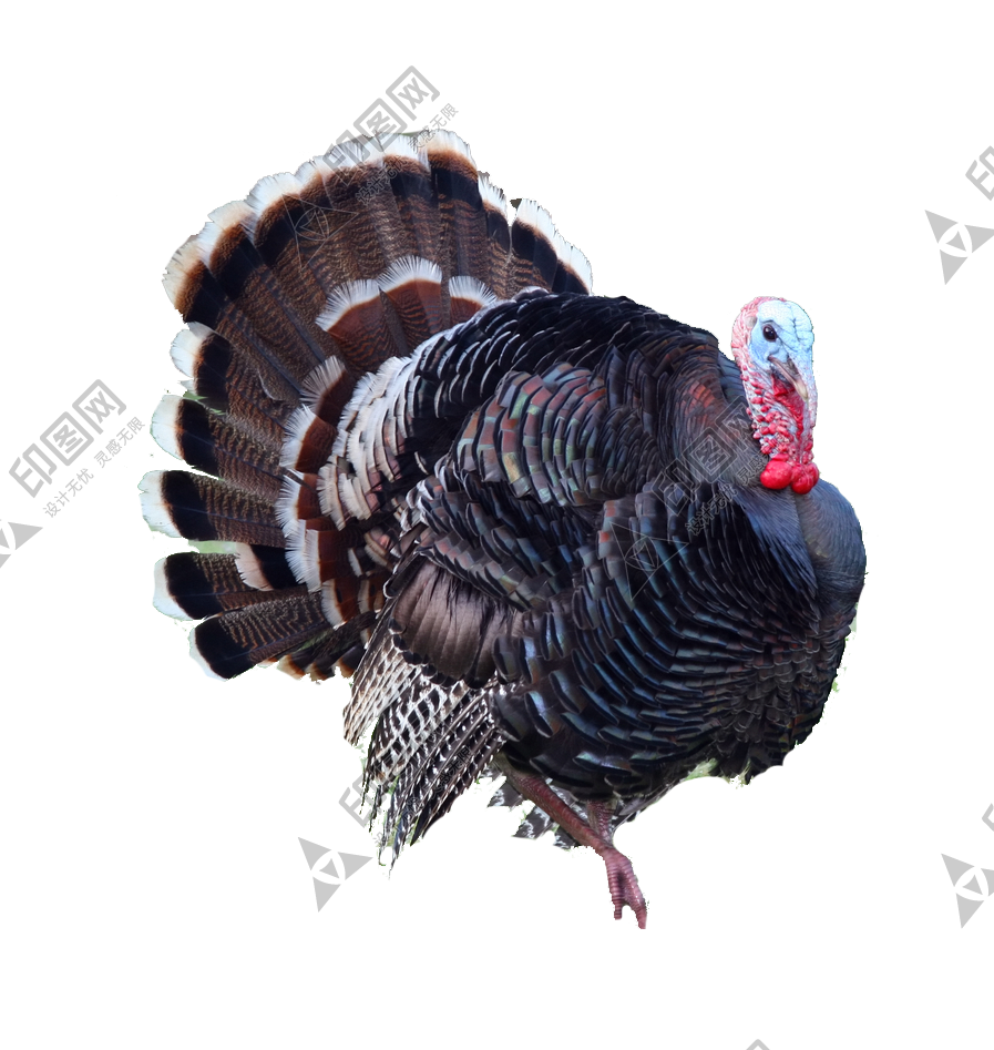 家禽_火雞_吐綬雞_七面雞_turkey_turkey