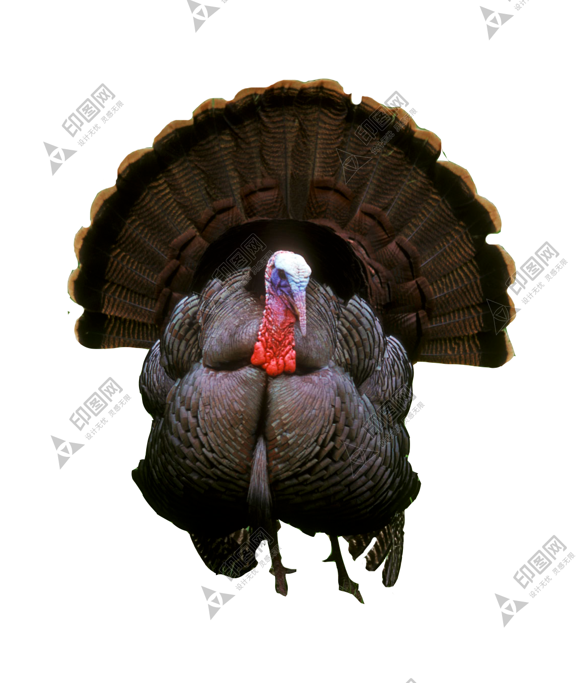 家禽_火雞_吐綬雞_七面雞_turkey_turkey