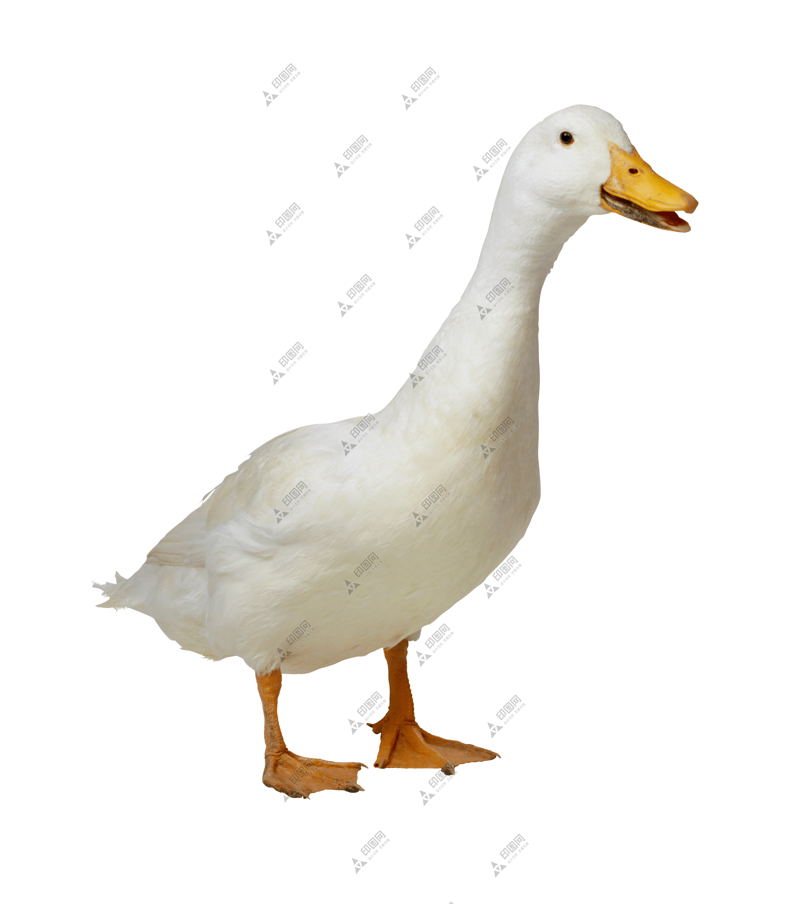 家禽_鵝_家鵝_goose_goose