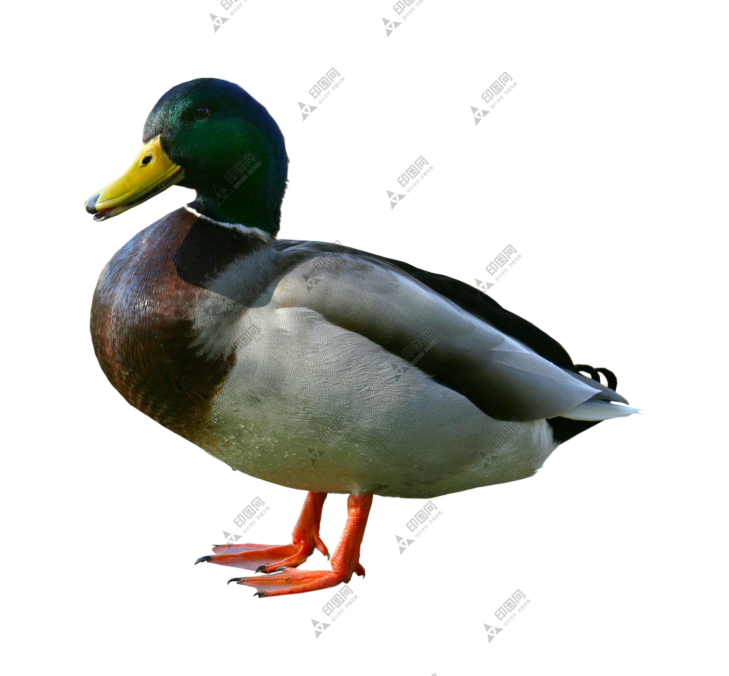 鴨_鴨子_家禽_duck_duck
