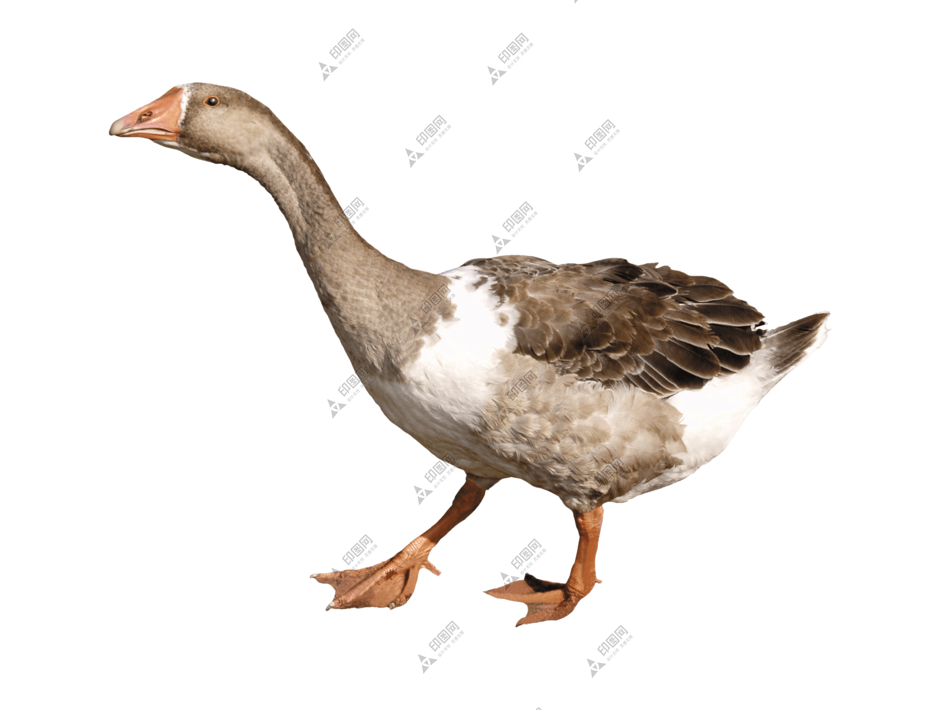 家禽_鵝_家鵝_goose_goose