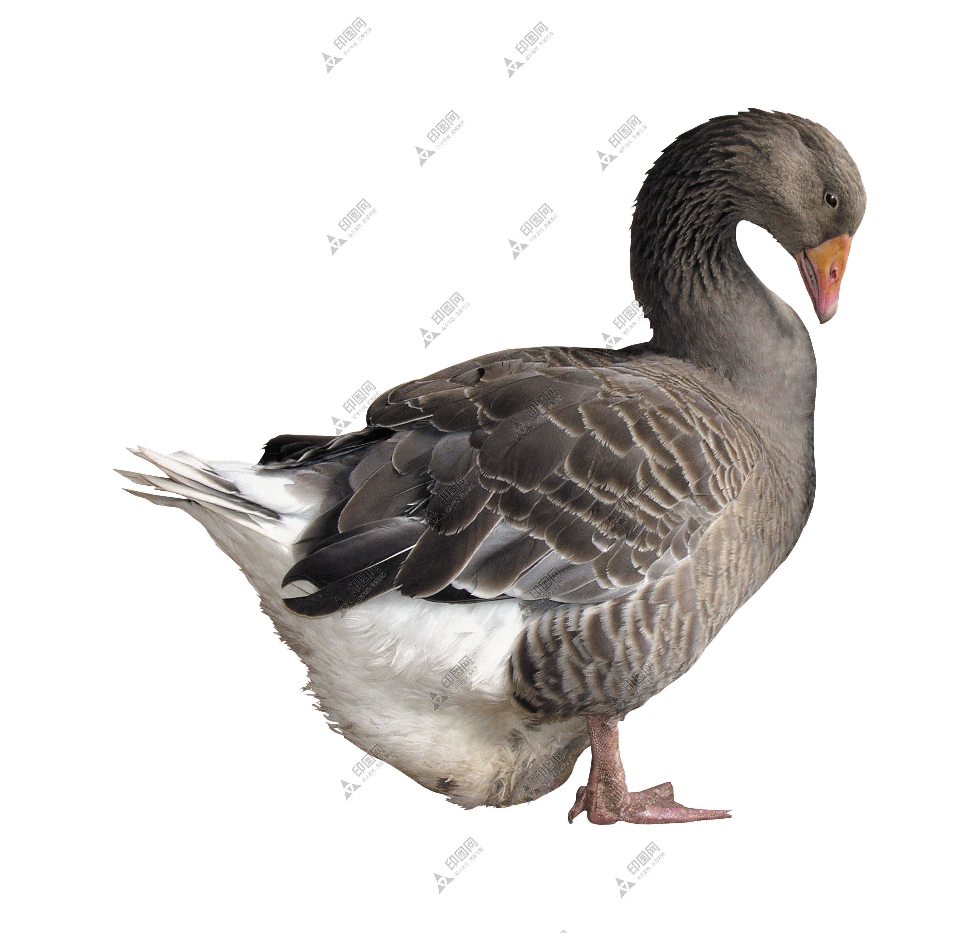 鴨_鴨子_家禽_duck_duck