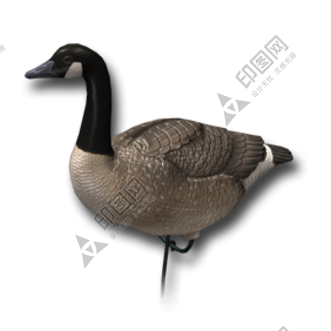 家禽_鵝_家鵝_goose_goose