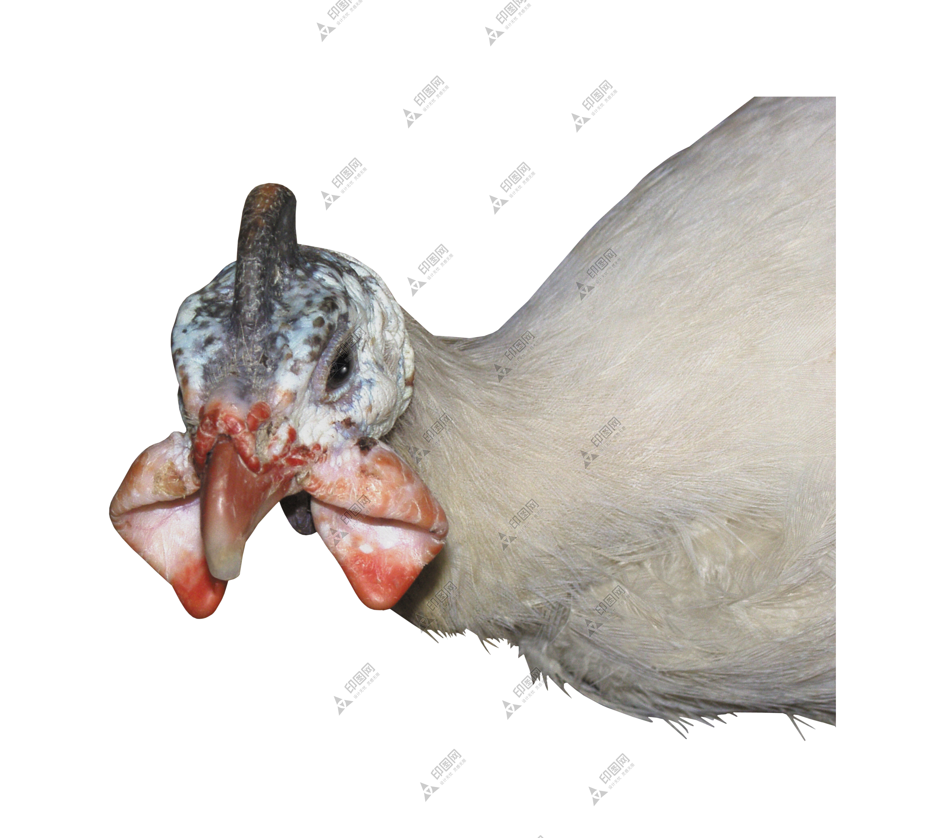 家禽_火雞_吐綬雞_七面雞_turkey_turkey