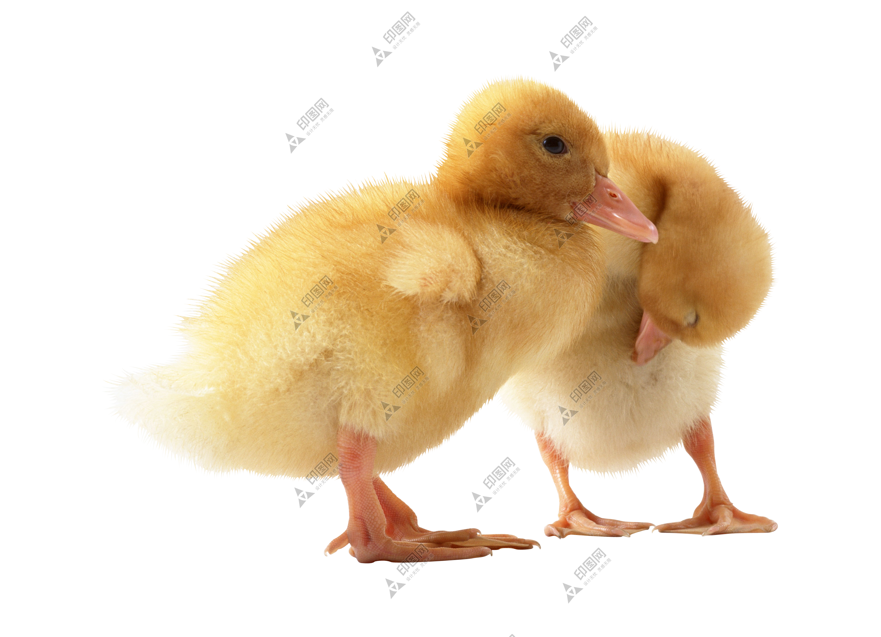 鴨_鴨子_家禽_duck_duck