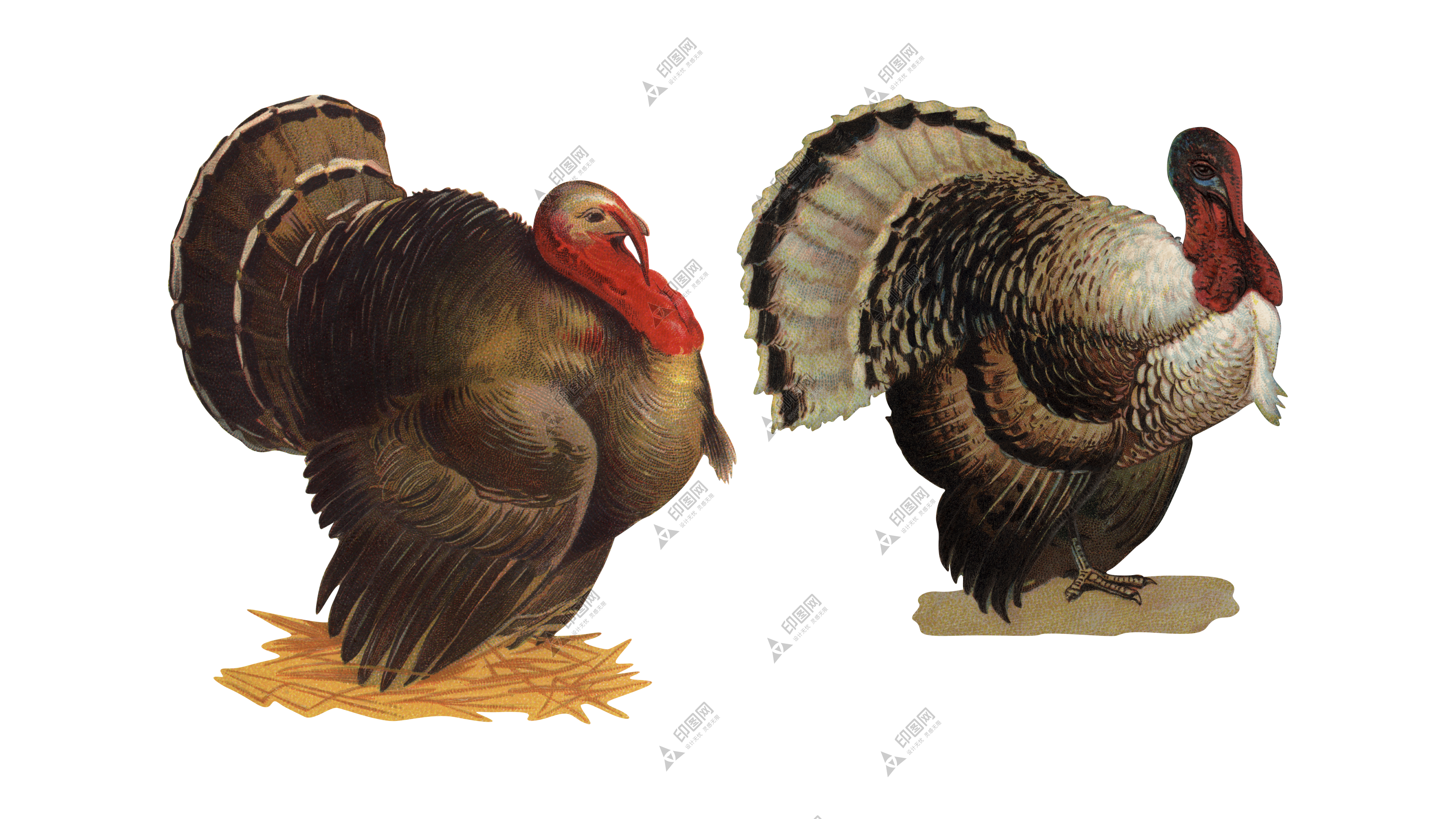 家禽_火雞_吐綬雞_七面雞_turkey_turkey