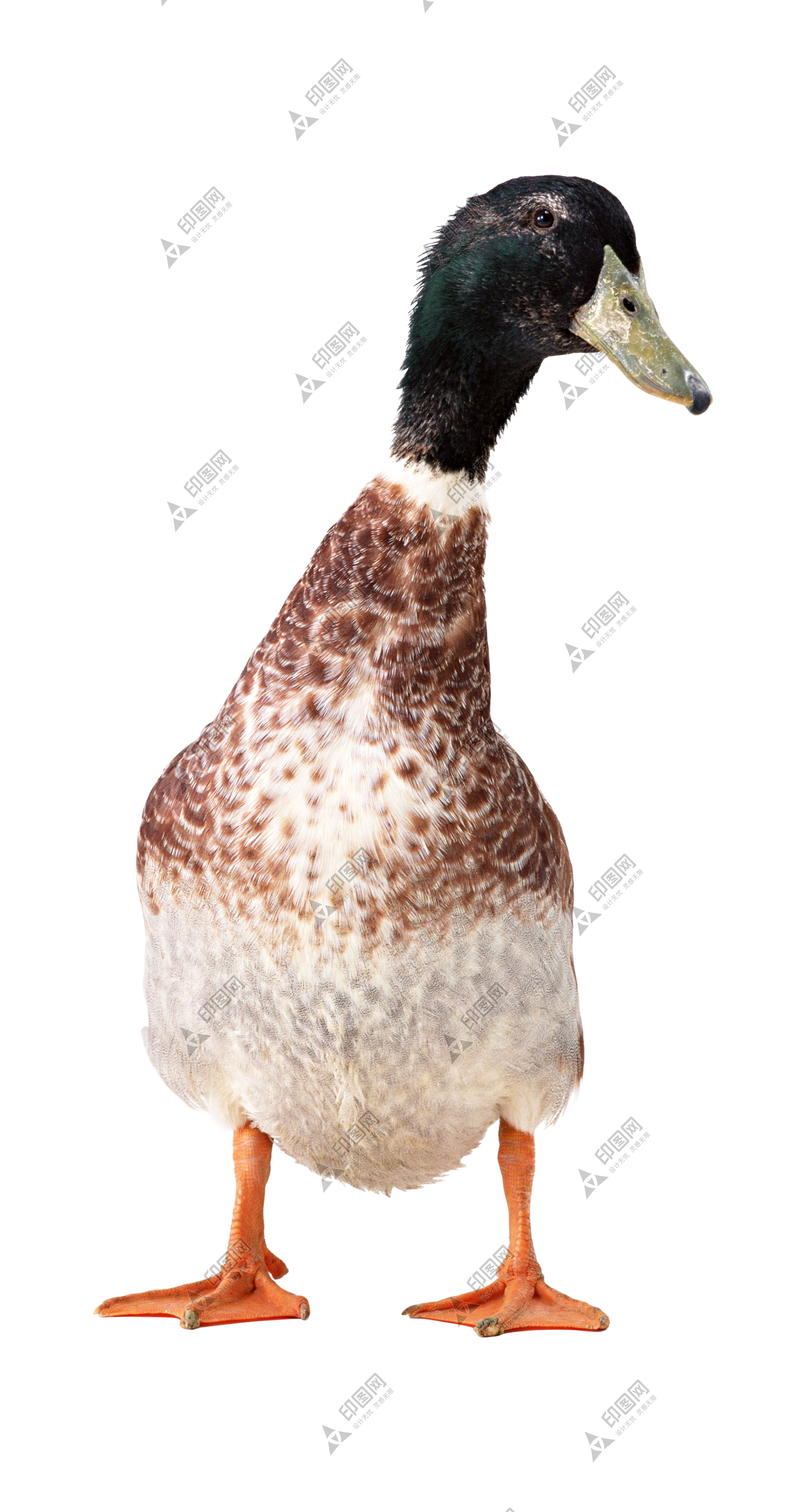 鴨_鴨子_家禽_duck_duck