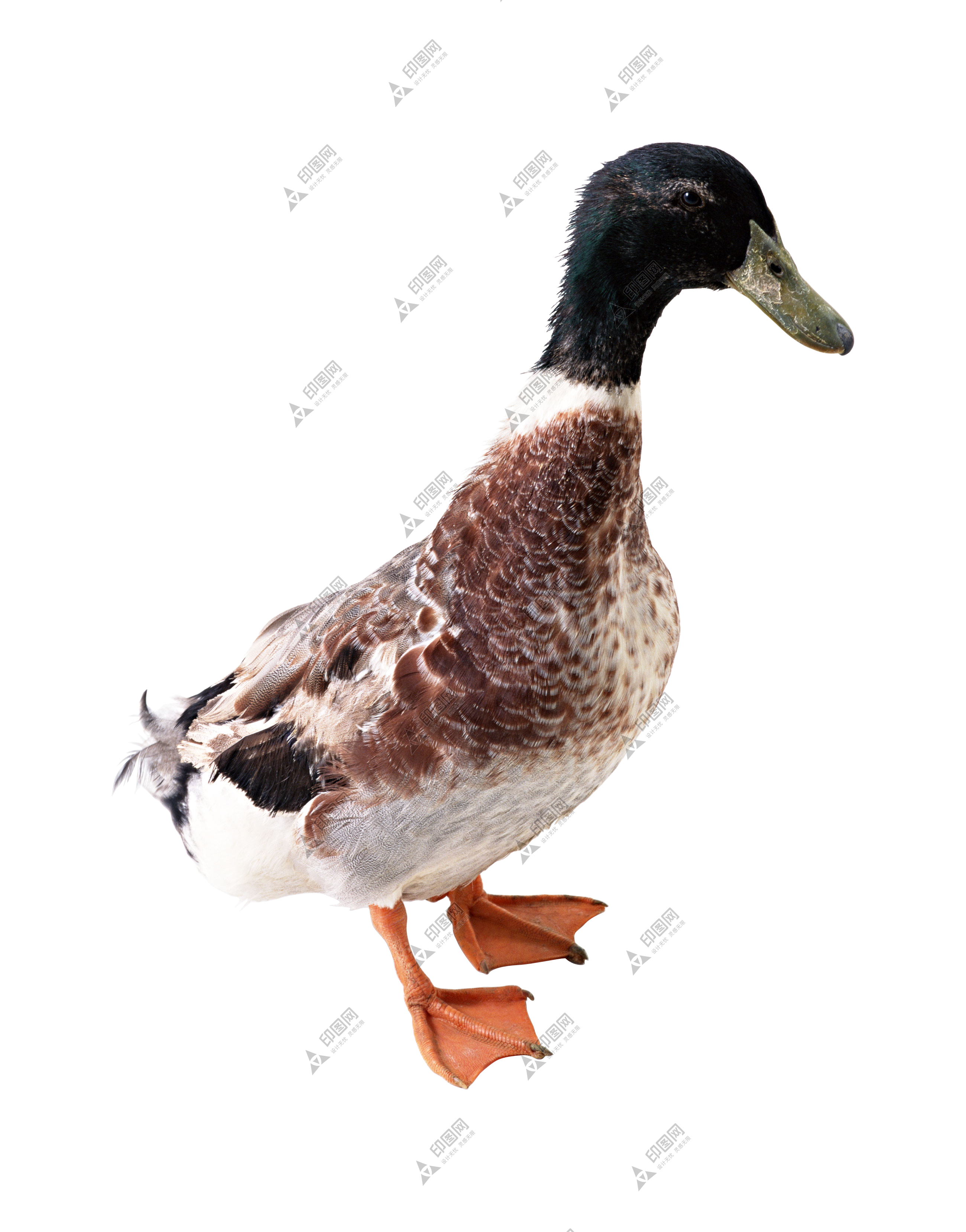 鴨_鴨子_家禽_duck_duck