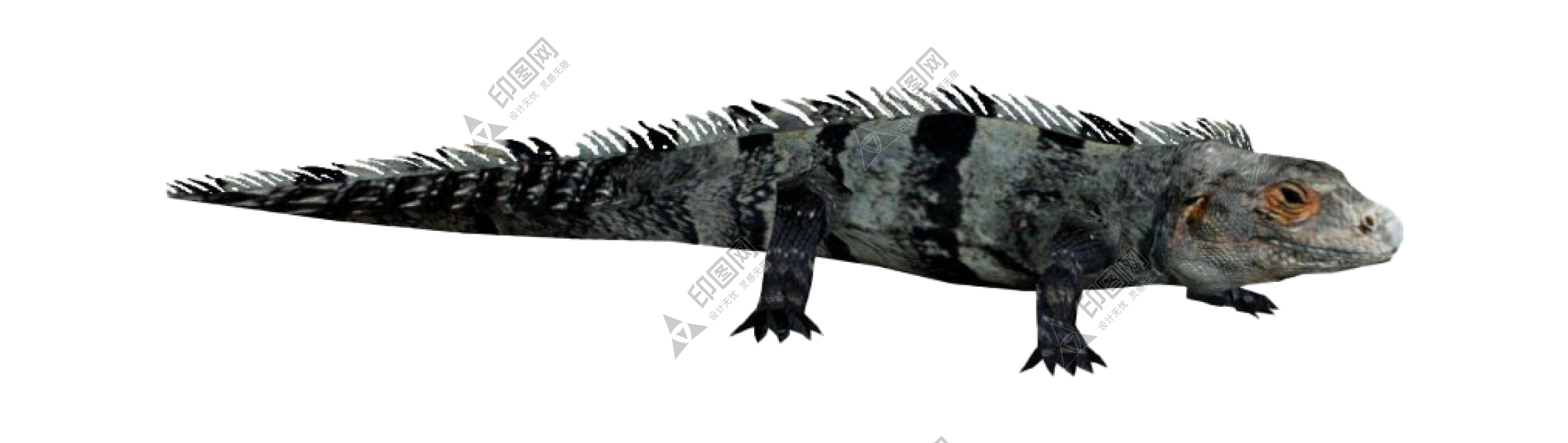 蜥蜴_鬣鱗蜥_iguana_iguana