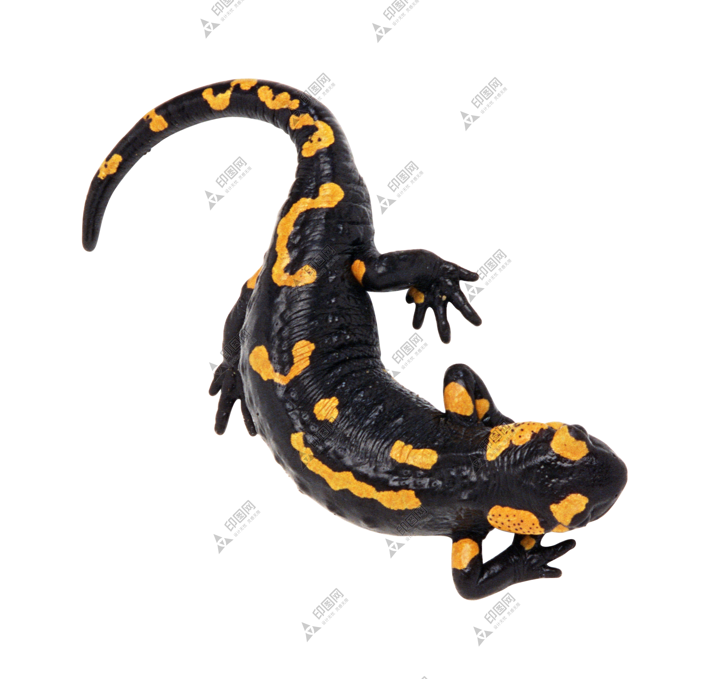 蜥蜴_lizard_lizard