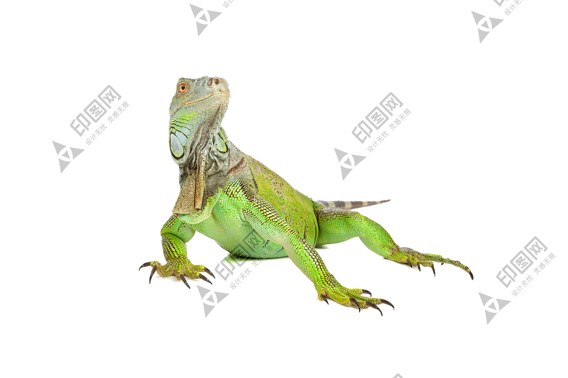 蜥蜴_鬣鳞蜥_iguana_iguana