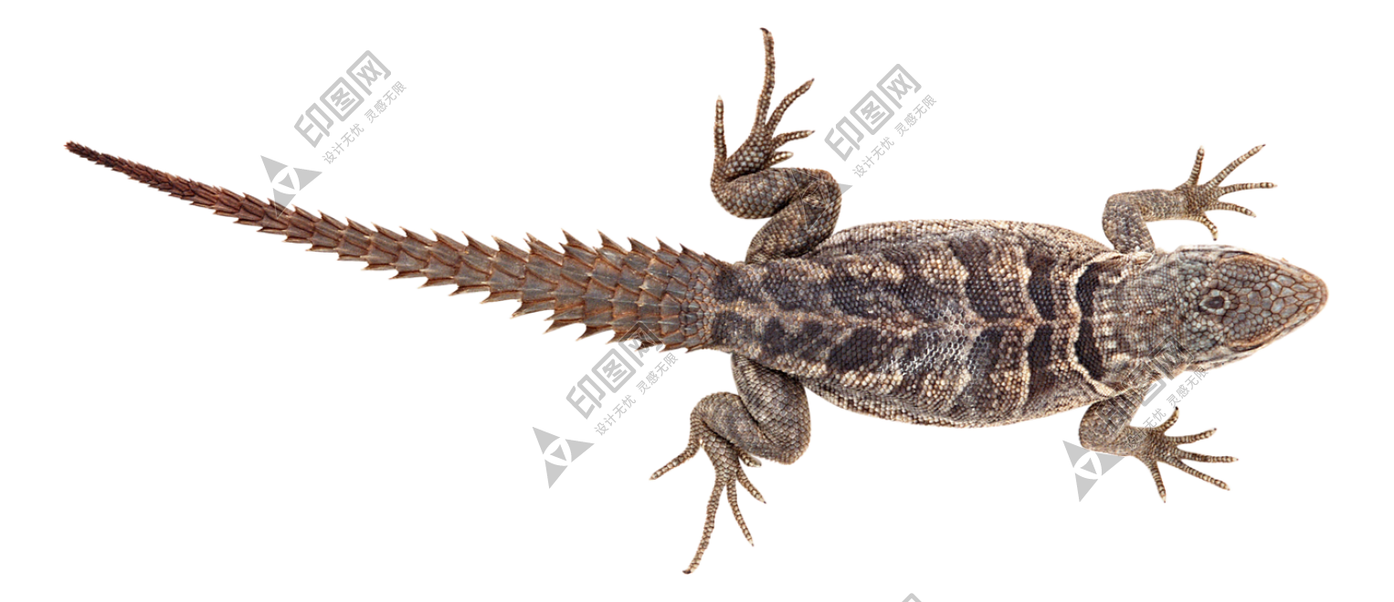 壁虎_蜥蜴_gecko_gecko
