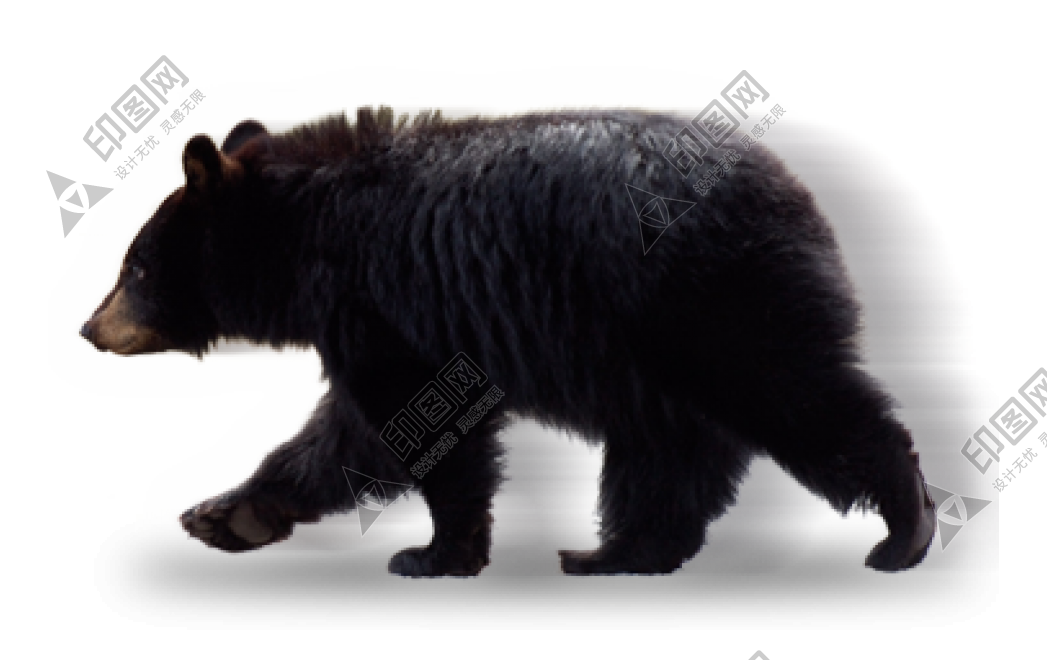 熊_bear_黑熊_棕熊_bear