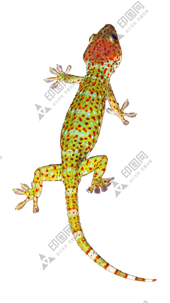 壁虎_蜥蜴_gecko_gecko