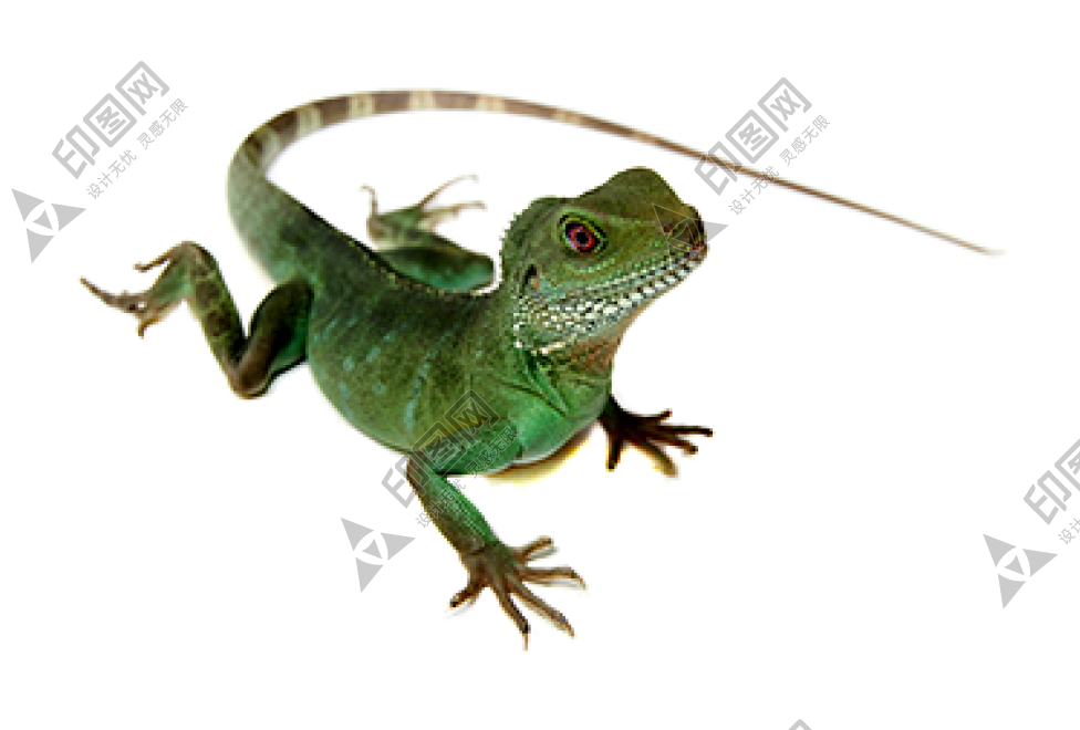 蜥蜴_lizard_lizard
