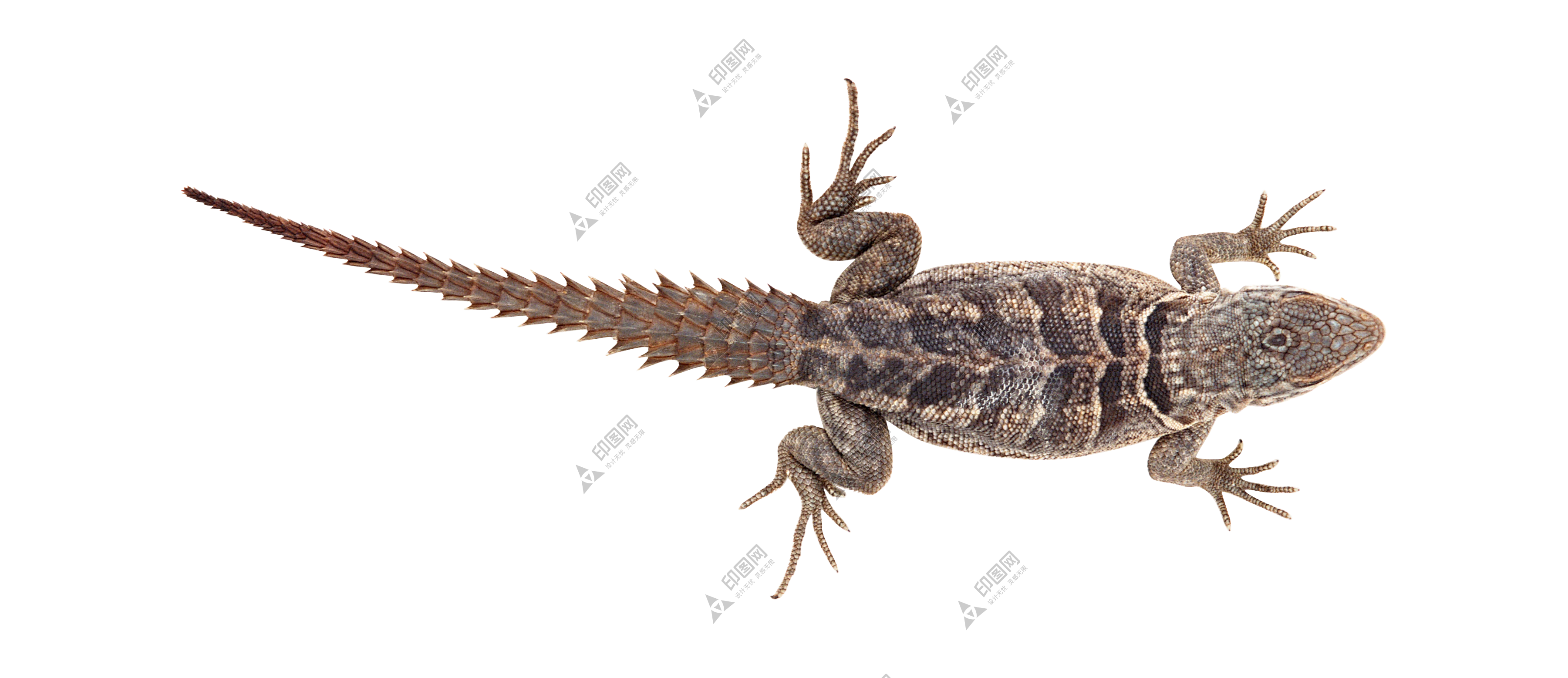 蜥蜴_lizard_lizard