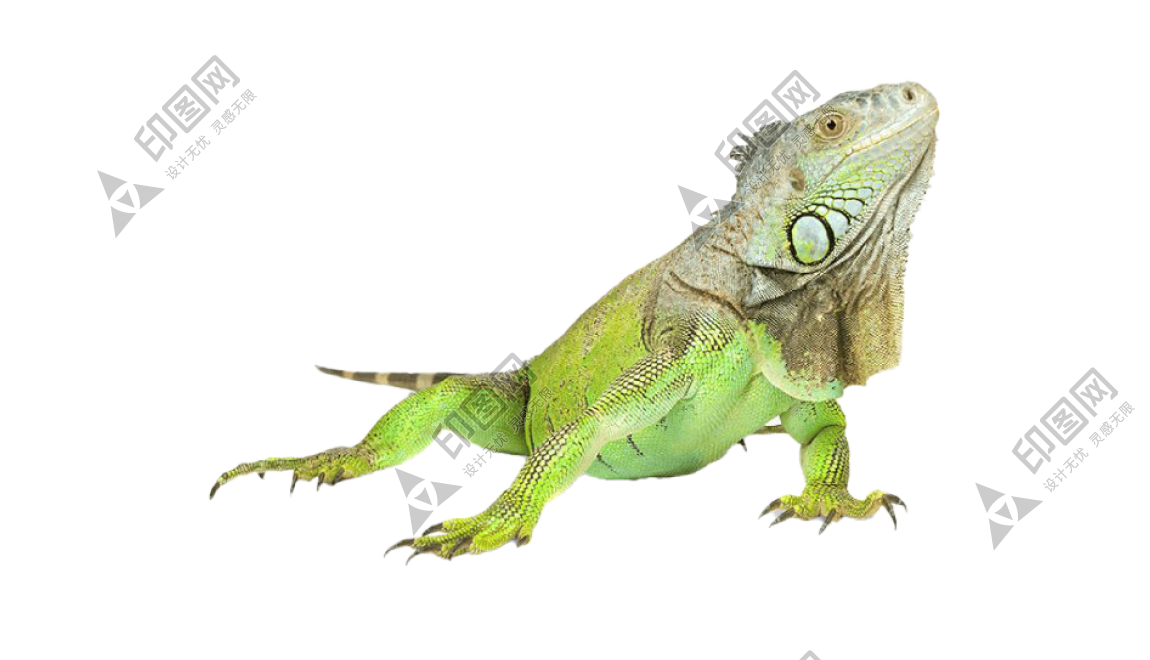 蜥蜴_鬣鱗蜥_iguana_iguana