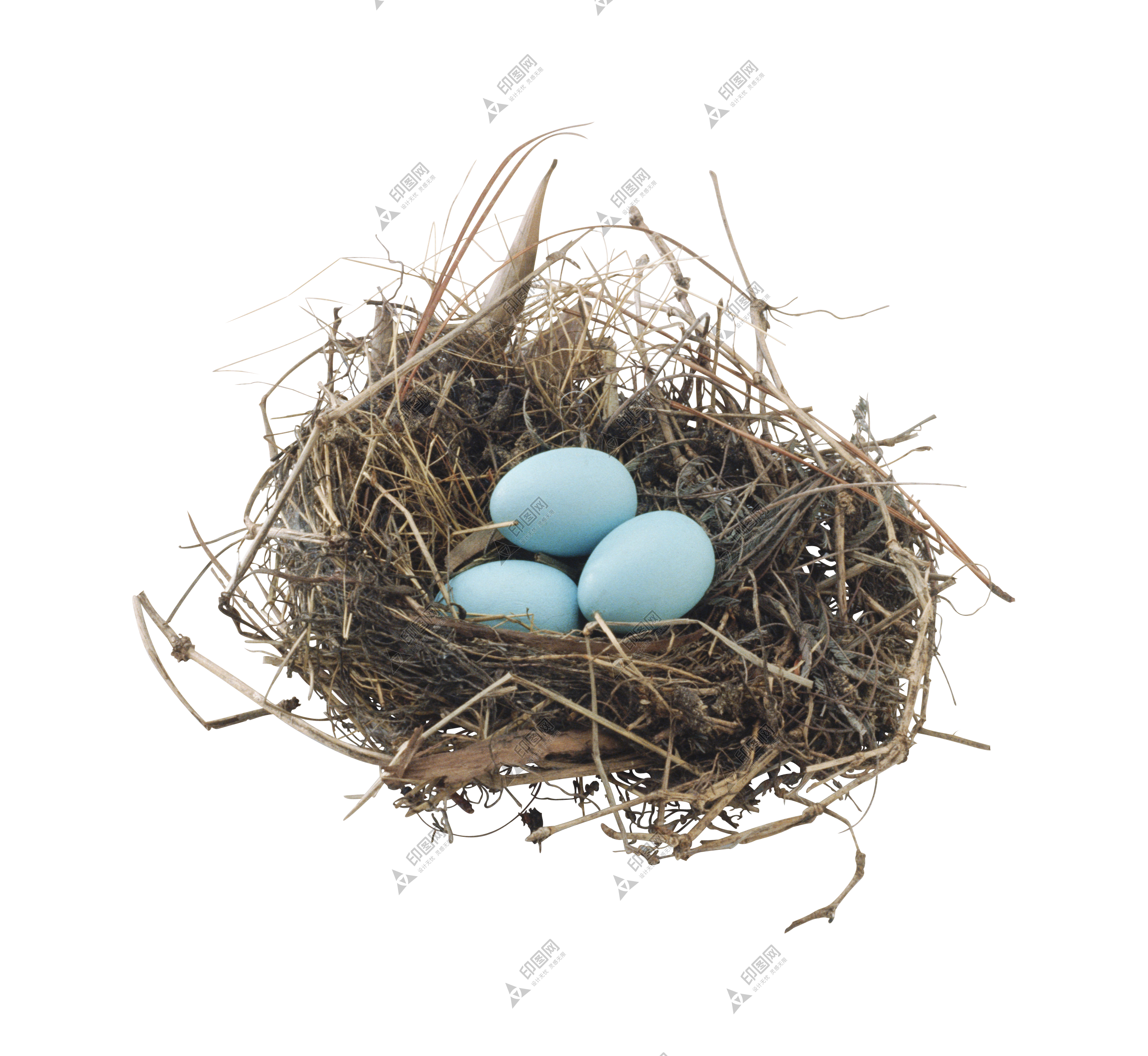 自然_鸟巢_鸟窝_巢穴_鸟蛋_nest_nest