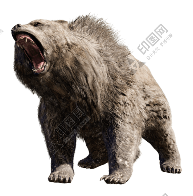 熊_bear_黑熊_棕熊_bear