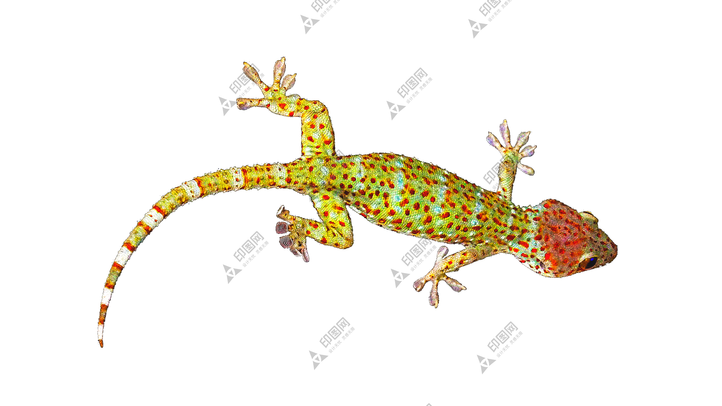 壁虎_蜥蜴_gecko_gecko