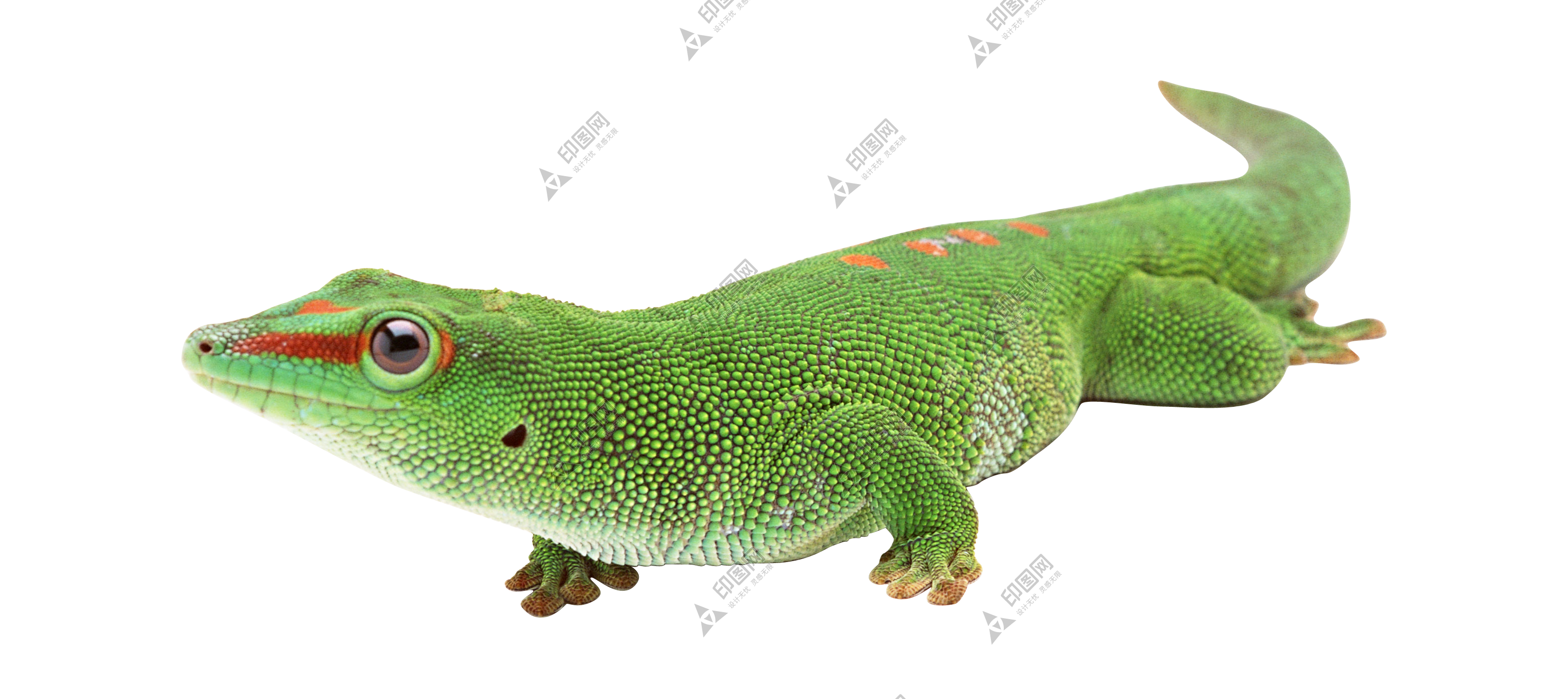 壁虎_蜥蜴_gecko_gecko