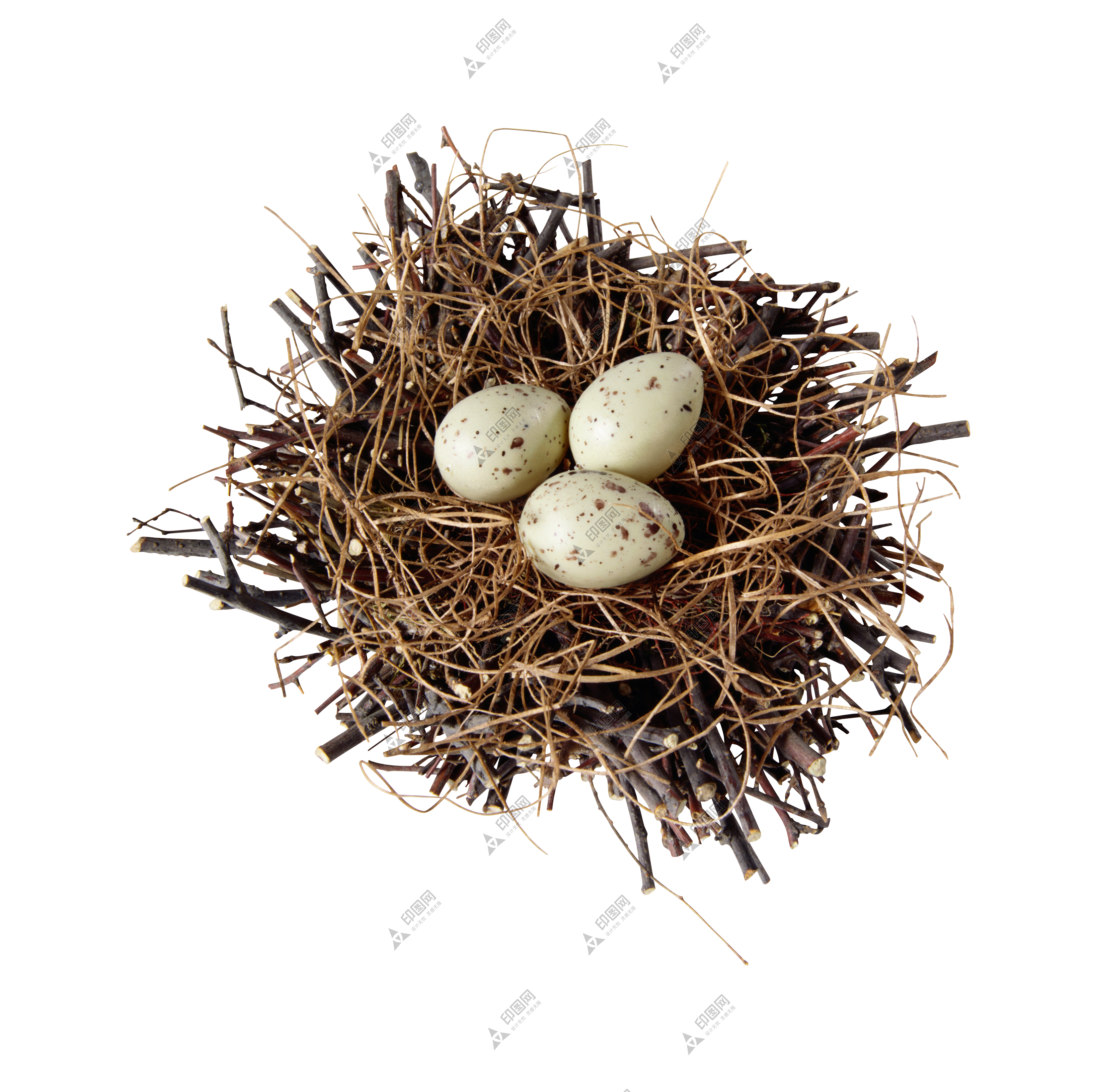 自然_鸟巢_鸟窝_巢穴_鸟蛋_nest_nest