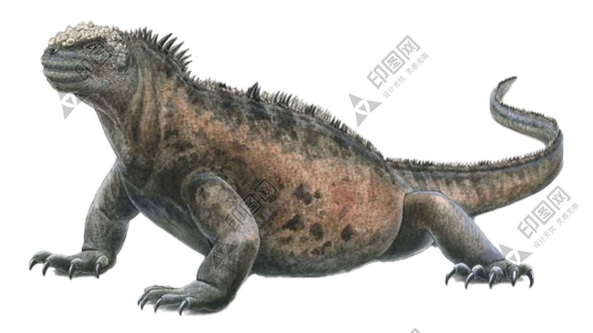 蜥蜴_鬣鱗蜥_iguana_iguana