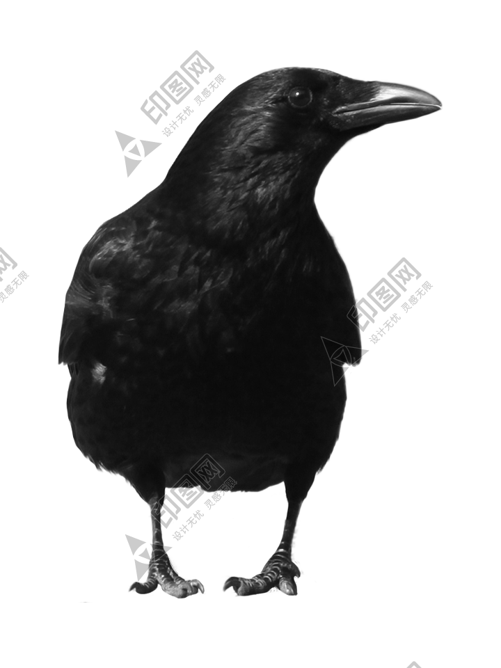 烏鴉_老鴰_crow_crow