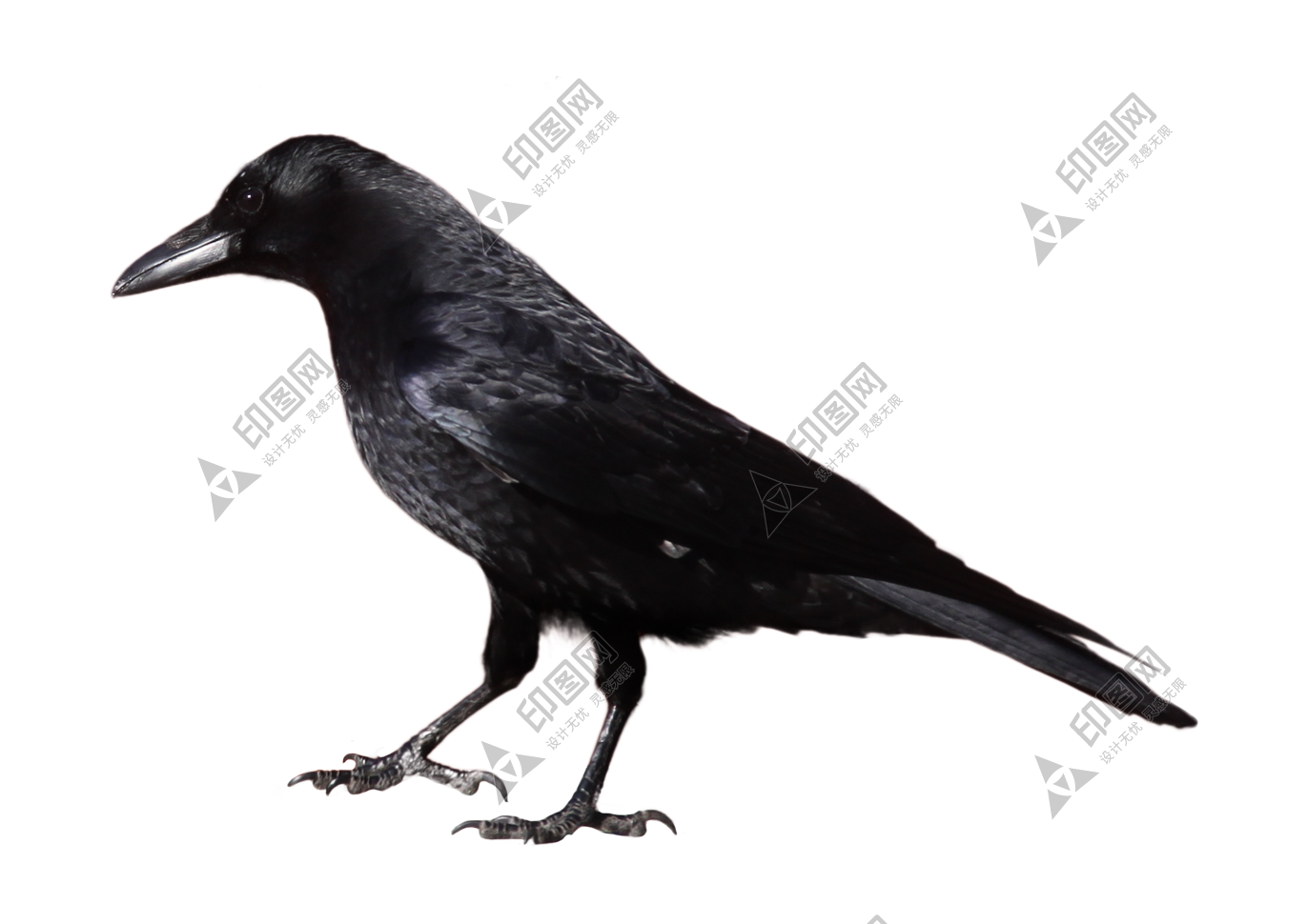 烏鴉_老鴰_crow_crow