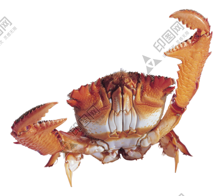 螃蟹_蟹_crab_crab