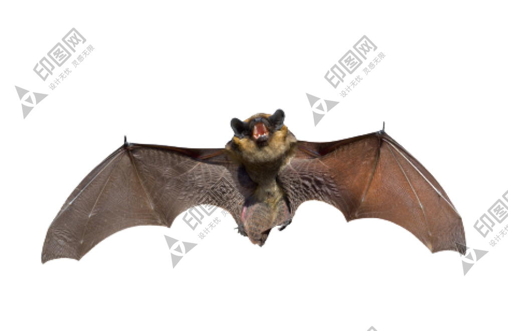 蝙蝠_飛鼠_天鼠_bat_bat