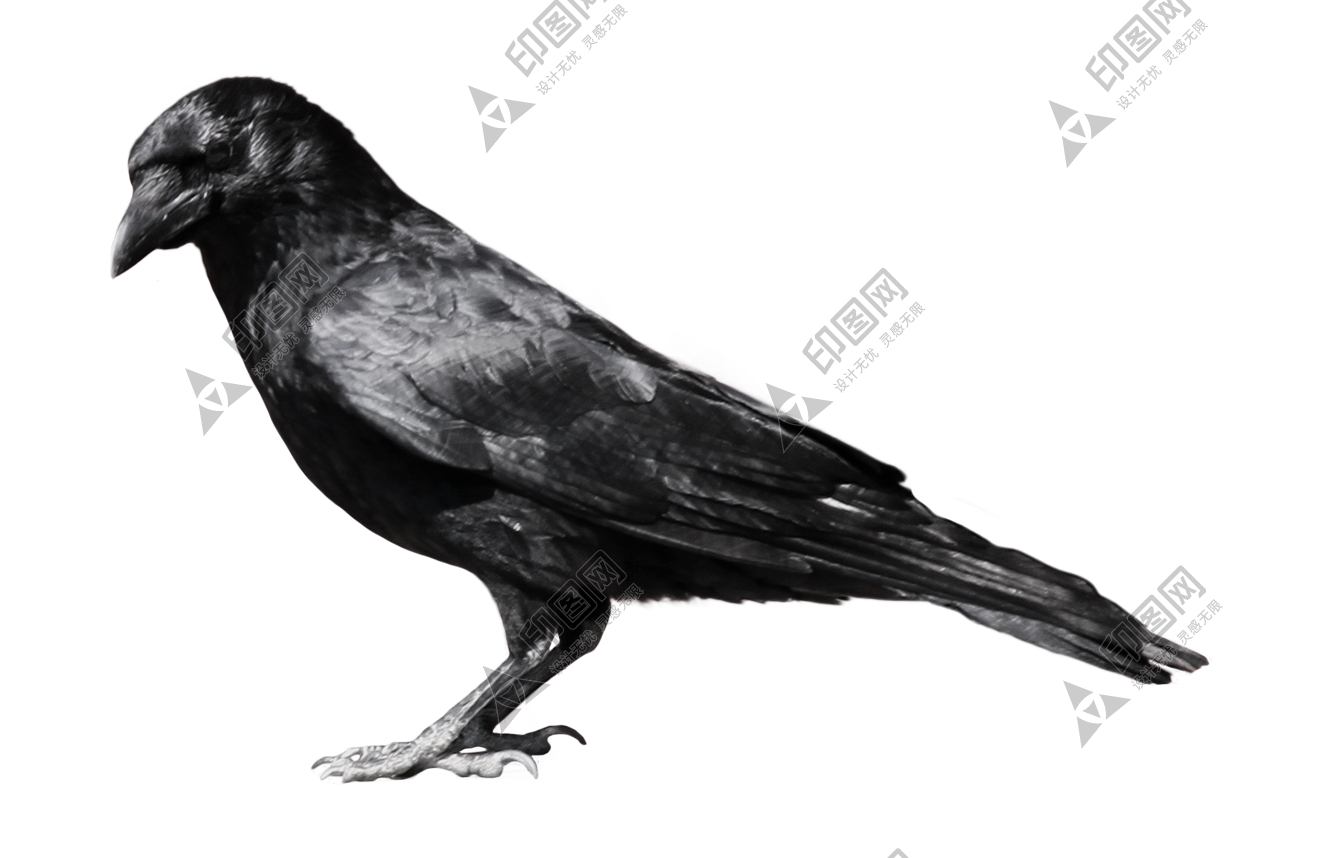 烏鴉_老鴰_crow_crow
