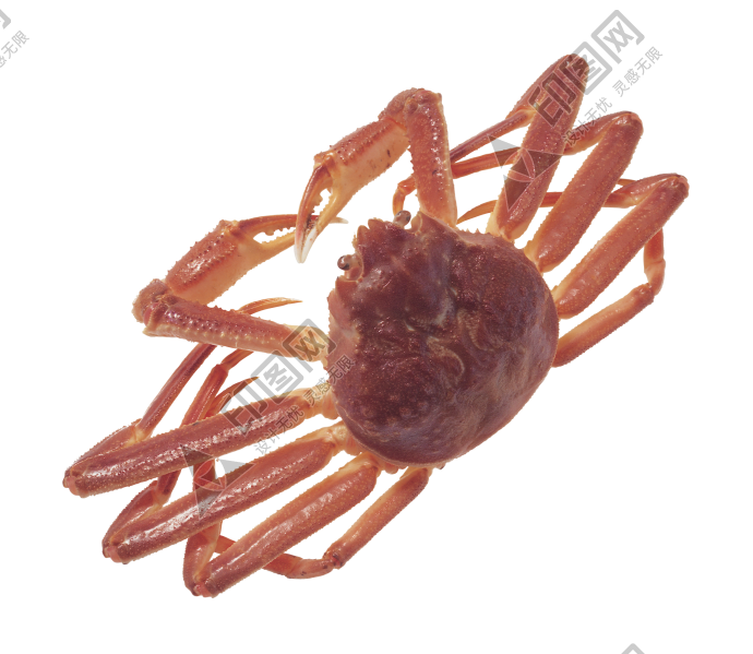 螃蟹_蟹_crab_crab