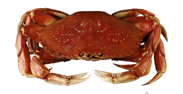 螃蟹_蟹_crab_crab