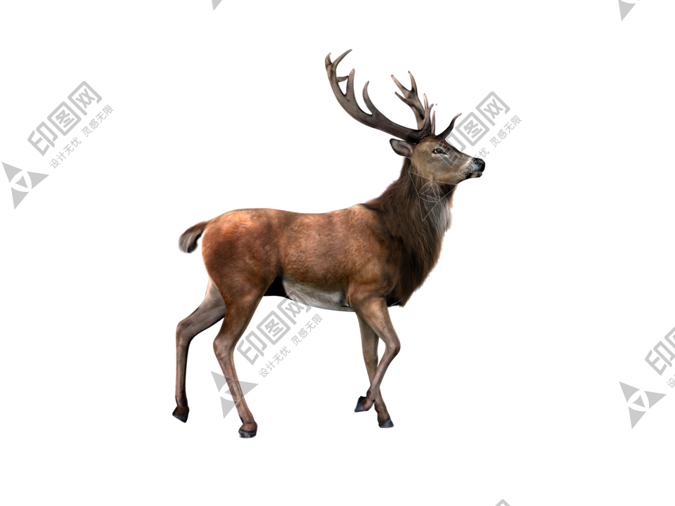 梅花鹿_鹿_deer_deer