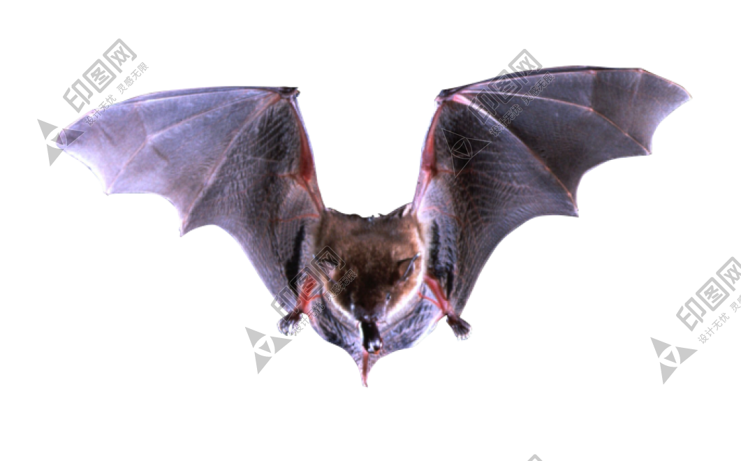 蝙蝠_飛鼠_天鼠_bat_bat