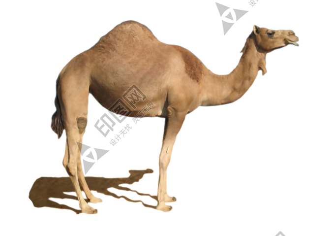 駱駝_沙漠之舟_camel_camel